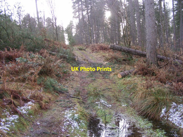 Photo 6"x4" Fallen Tree Pye Green c2014