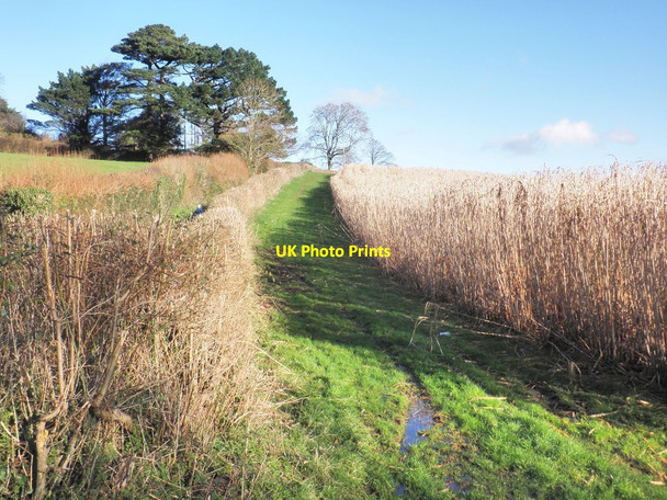 Photo 6"x4" Crop of Elephant Grass, Bratton Lane Minehead c2014