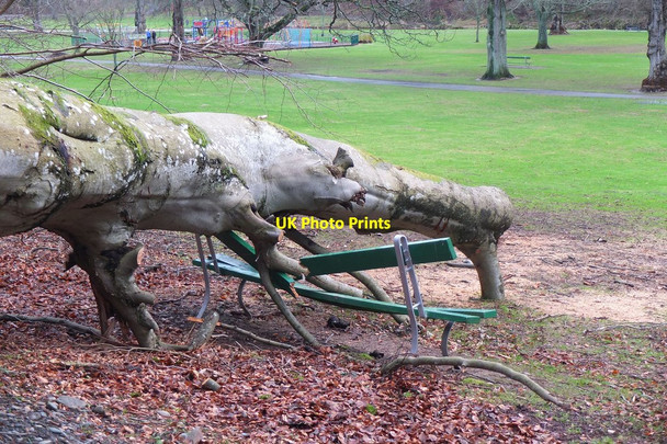 Photo 6"x4" Fallen beech tree, Hay Lodge Park Peebles Peebles\/NT2540 c2014