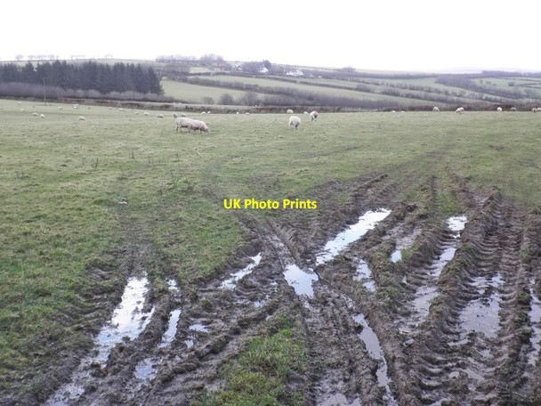 Photo 6"x4" Sheep grazing on wet winter pasture Simonsbath c2014
