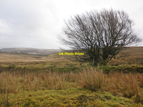 Photo 6"x4" Isolated tree on Hurdle Down Alderman's Barrow c2014
