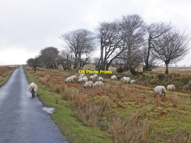 Photo 6"x4" Sheep forage by the roadside, near Alderman's Barrow Alderman's Barrow c2014