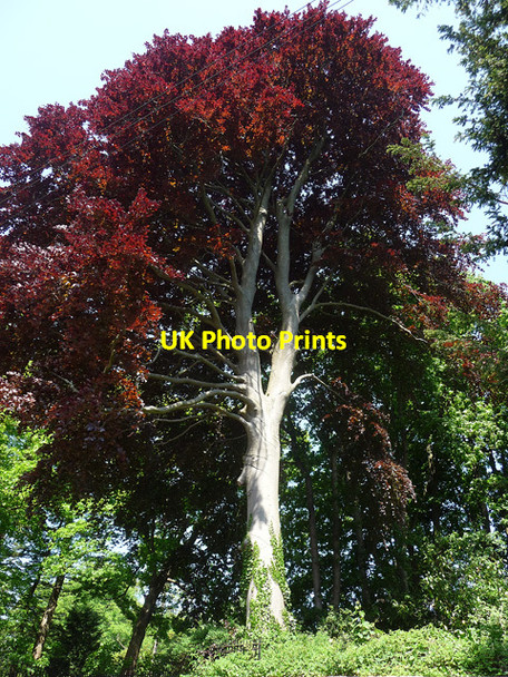 Photo 6"x4" Copper beech, Sion Hill, Bath Bath\/ST7464 c2012