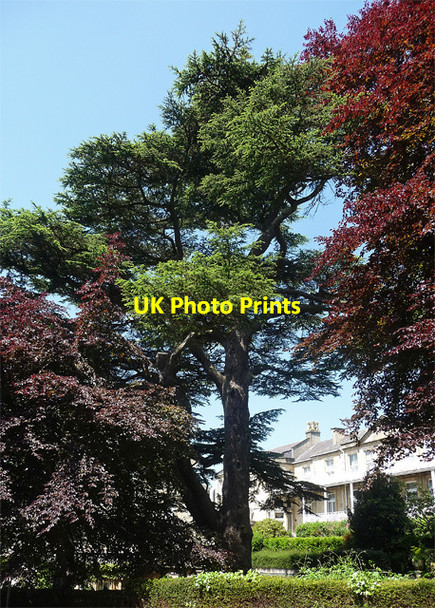 Photo 6"x4" Cedar, Lansdown Grove, Bath Bath\/ST7464 c2012