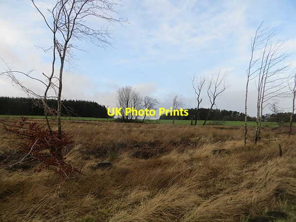 Photo 6"x4" Felled woodland Howgate\/NT2458 c2014
