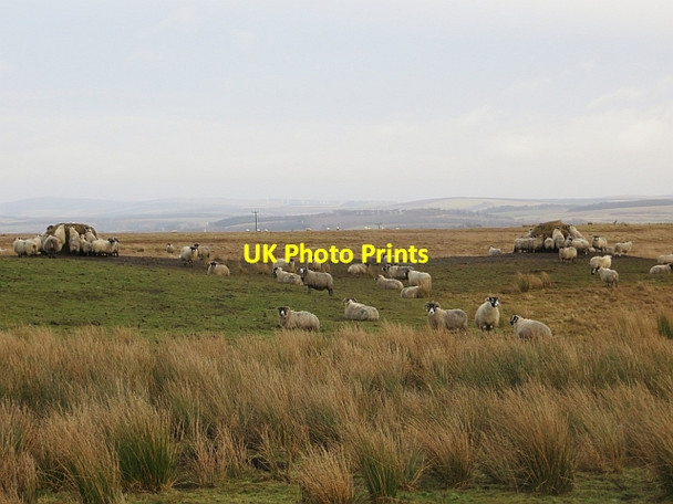 Photo 6"x4" Cauldhall Moor Howgate\/NT2458 c2014
