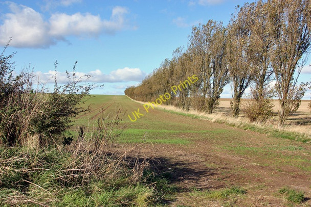 Photo 6"x4" A wind break west of Kirkburn Kirkburn\/SE9855 c2008