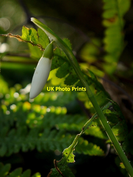 Photo 6"x4" Snowdrop in bud Bromsash c2014