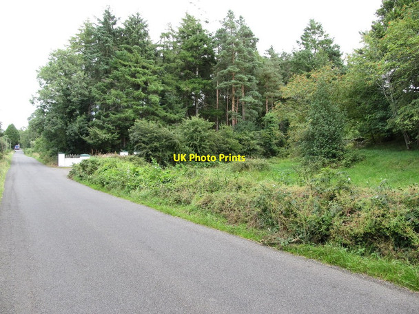 Photo 6"x4" Conifer plantation south of the L3505 Drumeague c2013