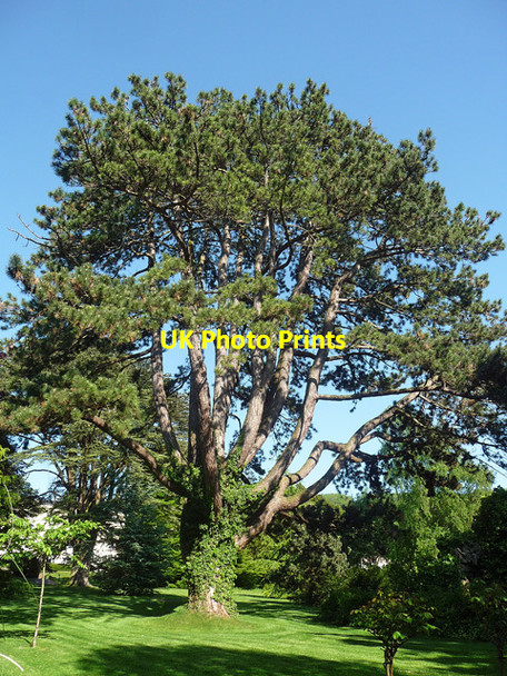Photo 6"x4" Pine, Sydney Road, Bath Bath\/ST7464 c2012
