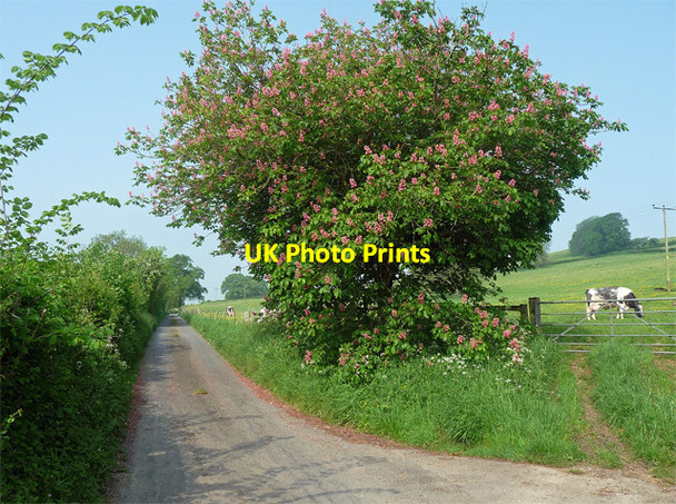 Photo 6"x4" Hall Lane near Lower Hamswell Brockham End c2012