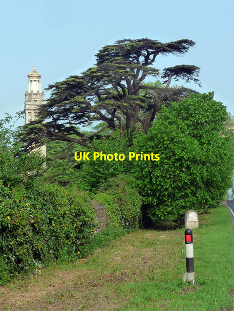 Photo 6"x4" Cedar near Lansdown Charlcombe c2012