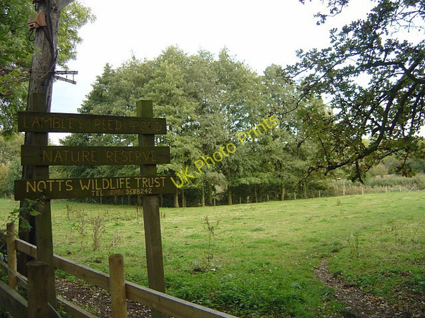 Photo 6"x4" Lambley Reed Pond Lambley\/SK6345 c2008