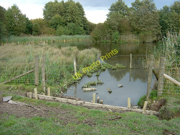 Photo 6"x4" Lambley Reed Pond Lambley\/SK6345 c2008 P1
