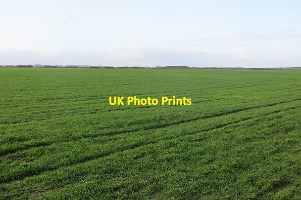 Photo 6"x4" Winter cereals Berrington\/NU0043 c2014