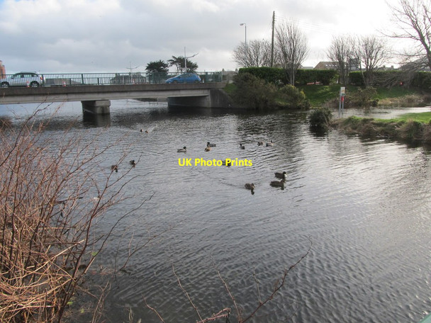 Photo 6"x4" Ducks on the swollen Shimna Newcastle\/J3732 c2014
