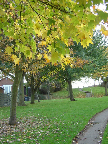 Photo 6"x4" Footpath past Orchard Rise Lambley\/SK6345 c2008