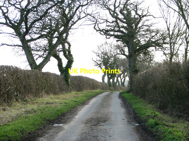 Photo 6"x4" View south along Manor Farm Road Great Common\/TM3787 c2014