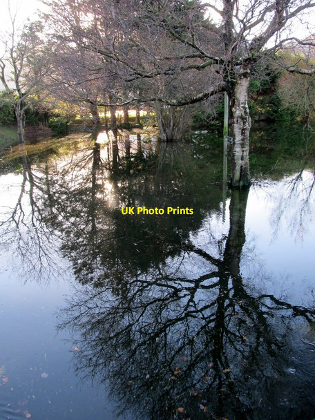 Photo 6"x4" Trees reflected in flood water at Islands Park, Newcastle Newcastle\/J3732 c2014