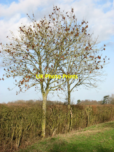 Photo 6"x4" Ash trees beside Hall Road Ilketshall St Andrew c2014