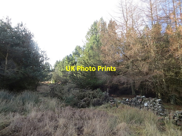 Photo 6"x4" Woodland edge Detchant c2014