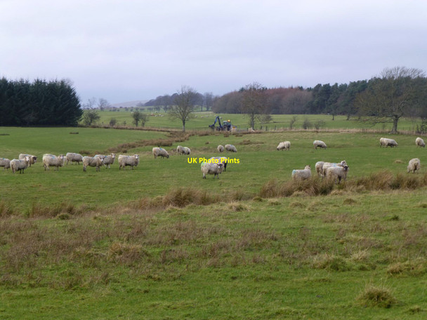 Photo 6"x4" Sheep in rough pasture Sharperton c2014