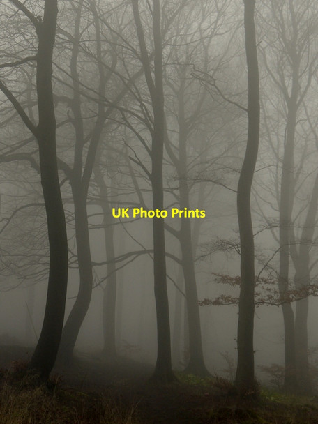 Photo 6"x4" Trees in the mist Great Witcombe c2014