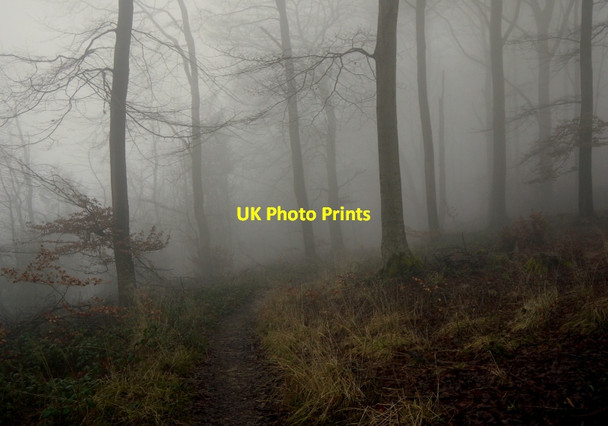 Photo 6"x4" Path in Witcombe Woods Great Witcombe c2014