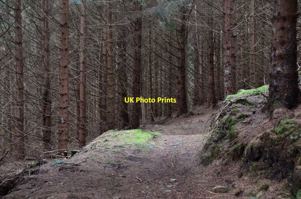Photo 6"x4" Path in the forest, Glentress Glentress\/NT2839 c2014