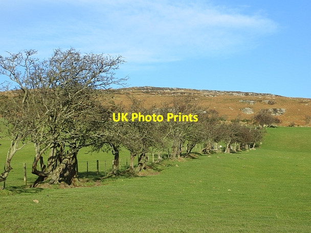Photo 6"x4" Grown out hedge Greendykes\/NU0628 c2014