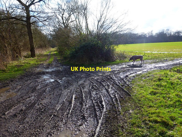Photo 6"x4" Farm track near West Clandon West Clandon c2014
