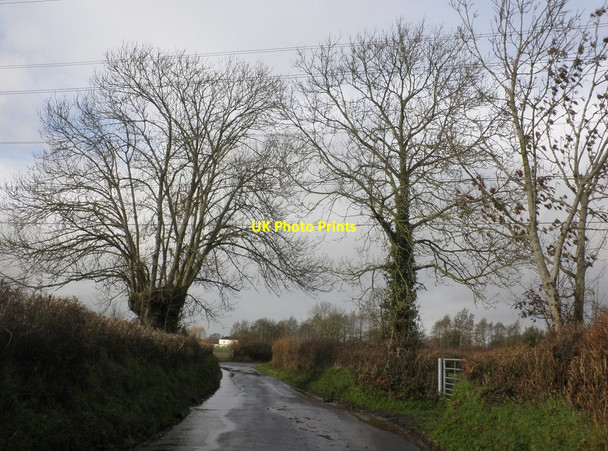 Photo 6"x4" Trees on Rectory Road Nailsbourne c2014