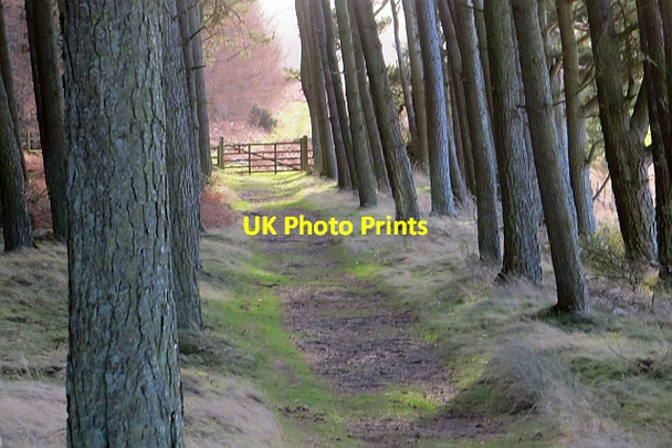 Photo 6"x4" St Cuthbert's Cave Wood Holburn c2014