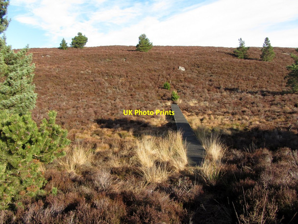 Photo 6"x4" Footpath at Crocky's Heugh Cartington c2014