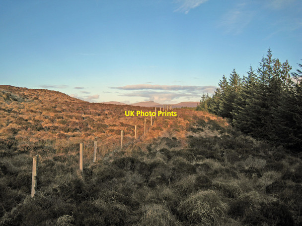 Photo 6"x4" Forest fence Totardor c2014