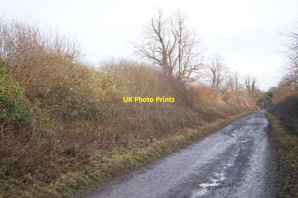 Photo 6"x4" View along Alresford Drove Weston Colley c2013 P1