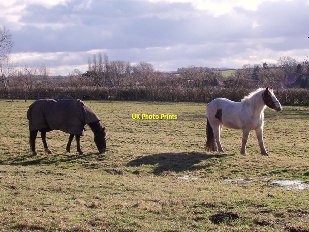 Photo 6"x4" Horses grazing in a ridge and furrow field Diseworth c2014