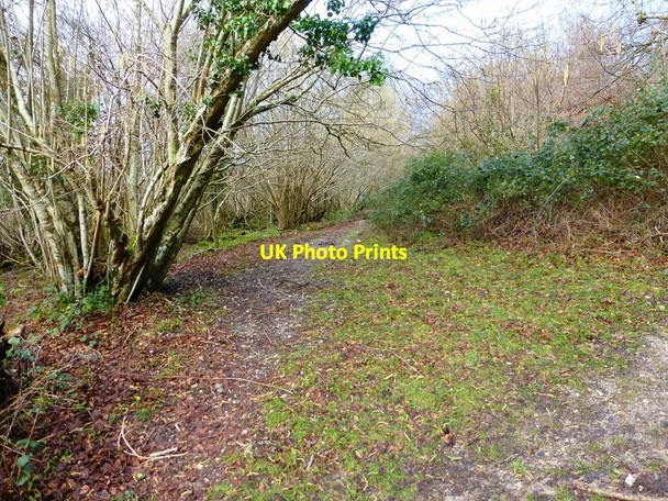 Photo 6"x4" Unmapped woodland track leaves bridleway north of Droke East Dean\/SU9013 c2014