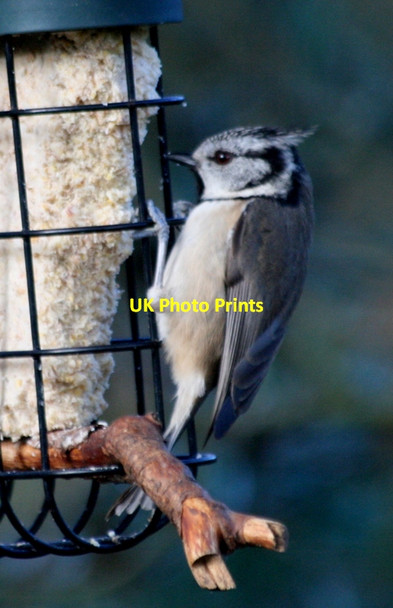 Photo 6"x4" The Crested Tit (Lophophanes cristatus) Lossiemouth c2014