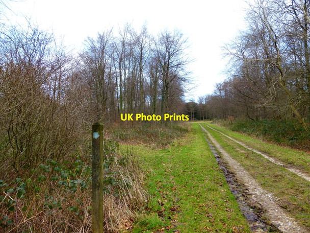 Photo 6"x4" Track on Oxen Down East Dean\/SU9013 c2014