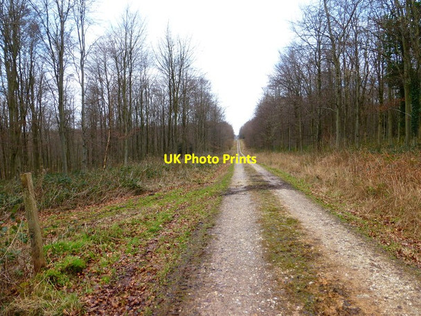 Photo 6"x4" Long straight bridleway north of Droke East Dean\/SU9013 c2014