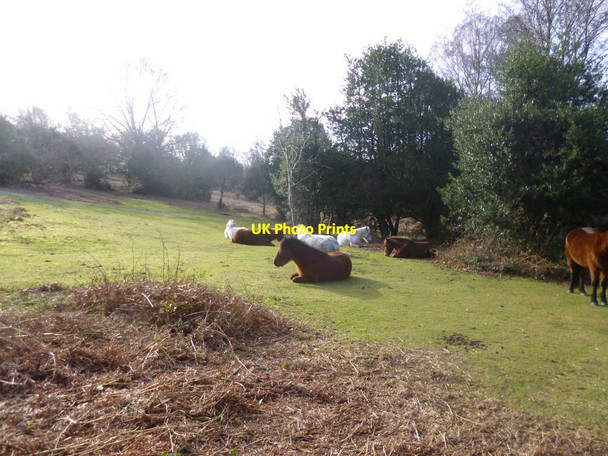 Photo 6"x4" Acres Down, ponies Newtown\/SU2710 c2014