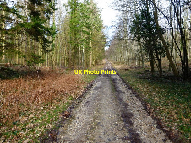 Photo 6"x4" Long straight bridleway going north out of Little Copse Eartham c2014