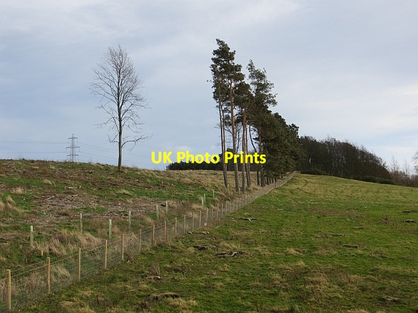 Photo 6"x4" Redscar Wood Milfield c2014