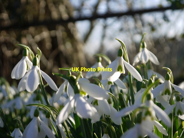 Photo 6"x4" Edge snowdrops, 2 Edge\/SO8409 c2014