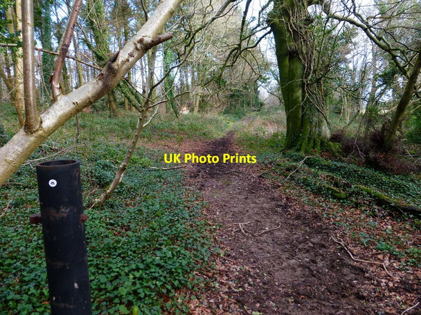Photo 6"x4" The Monarch's Way in Selhurst Park Eartham c2014