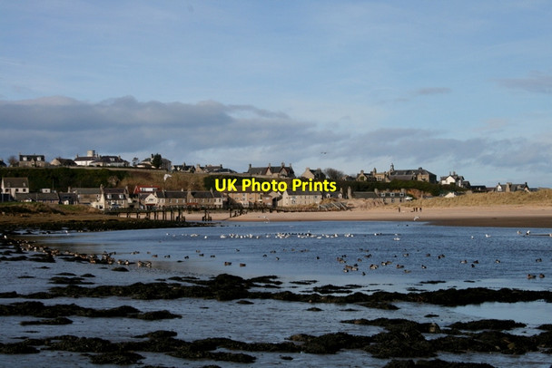Photo 6"x4" An abundance of wildfowl on the Lossie Estuary Lossiemouth c2014