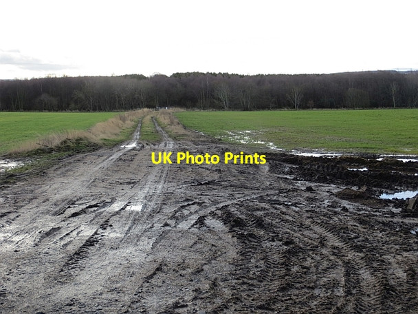 Photo 6"x4" Moss Wood, Barmoor Bowsden c2014