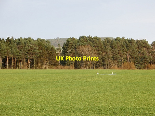 Photo 6"x4" Arable land, Milfield Kimmerston c2014