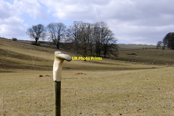 Photo 6"x4" Trees and Pasture Londesborough c2014